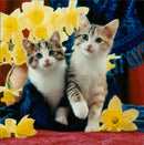 Cats - Vintage Photograph