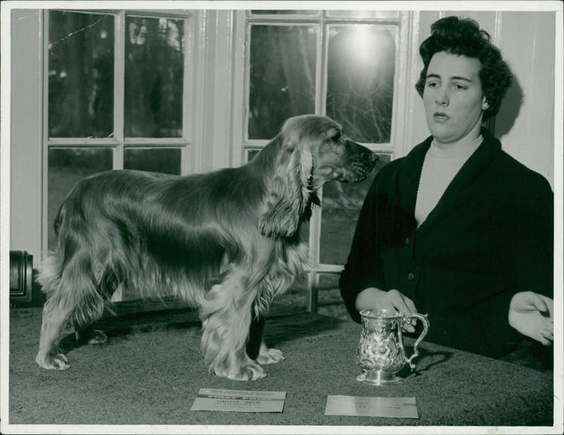 Cocker Spaniel - Vintage Photograph