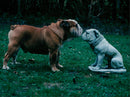 Bulldog - Vintage Photograph