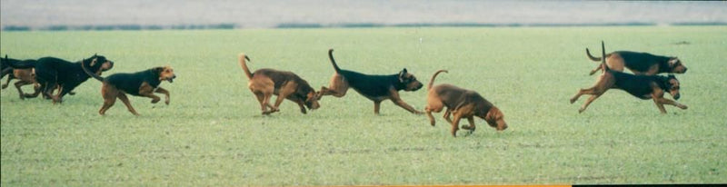 Bloodhound - Vintage Photograph