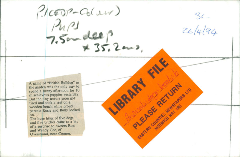 British bulldog - Vintage Photograph