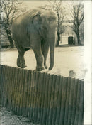 Indian elephant at Whipsnade Zoo - Vintage Photograph