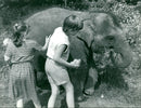 Elephant calf "Layang Layang" - Vintage Photograph