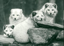 Arctic foxes - Vintage Photograph