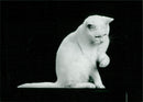 Cat - Vintage Photograph