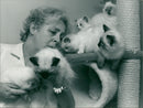 Ragdoll cats - Vintage Photograph