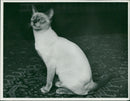 Cat - Vintage Photograph