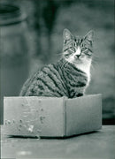 Harold the cat - Vintage Photograph