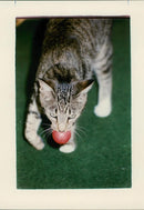 Cat - Vintage Photograph