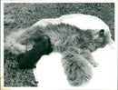 Cat - Vintage Photograph