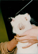 Smartie the cat - Vintage Photograph