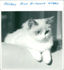 Ragdoll Blue Bi-Colour Kitten - Vintage Photograph