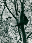 A cat up the tree in Mileham - Vintage Photograph