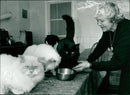 Gabrielle Rees sharing her home with cats - Vintage Photograph