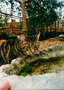 Whiskey, the model puss of Bawdeswell Garden Centre - Vintage Photograph