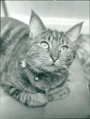 A Cat at Linden Court Residential Care - Vintage Photograph