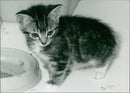 Kitten - Vintage Photograph