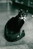 Animals, cat - Vintage Photograph