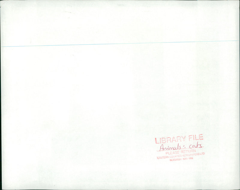 Siamese cat - Vintage Photograph