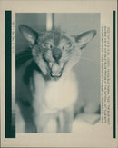 Siamese cat - Vintage Photograph