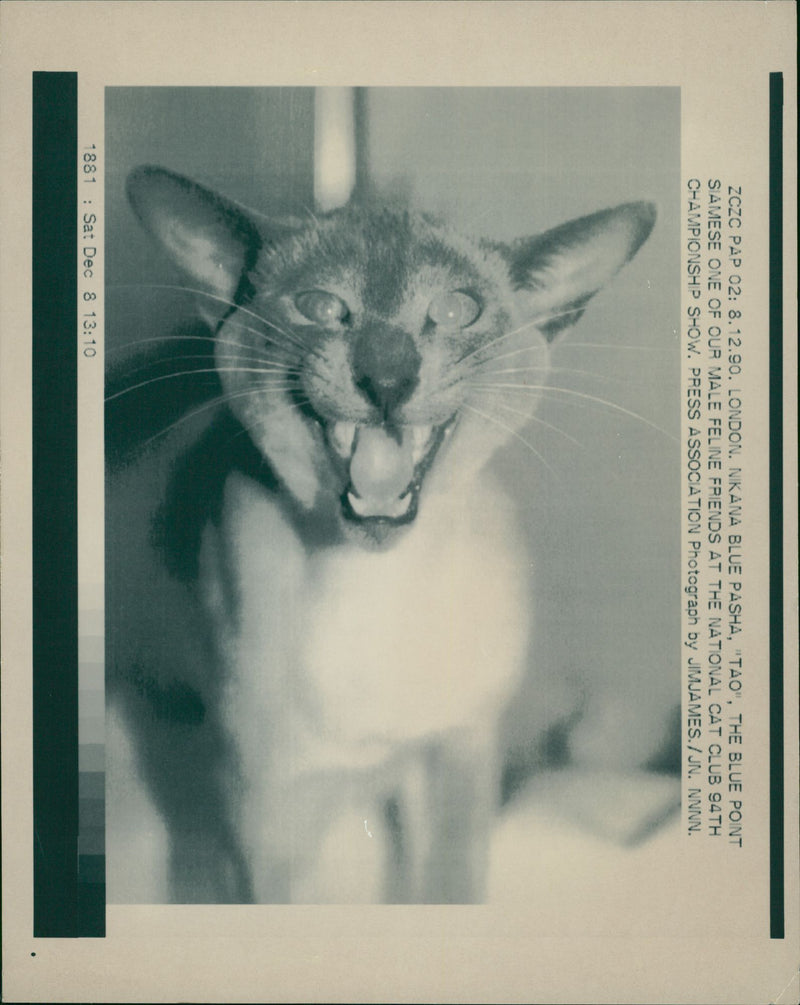 Siamese cat - Vintage Photograph
