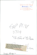 Tara Blair, at the Cat's Protection League Shelter at Stow Bridge - Vintage Photograph