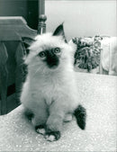 Birman cat - Vintage Photograph