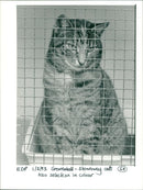 Stowaway the travelling cat - Vintage Photograph