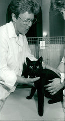 Cats - Vintage Photograph