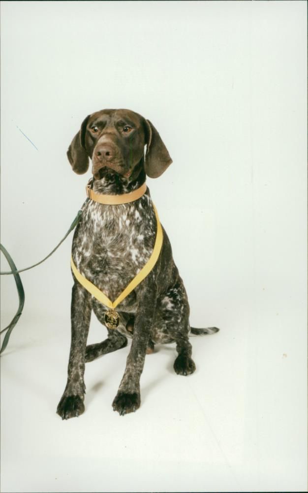 Dogs. - Vintage Photograph