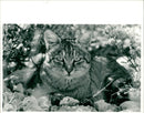 African wildcat - Vintage Photograph