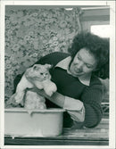 Persian Cat - Vintage Photograph