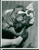 DOG TRAINING - Vintage Photograph