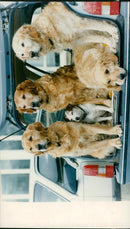 DOGS - Vintage Photograph