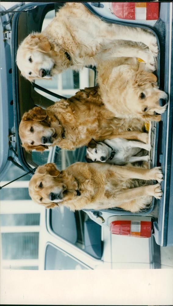 DOGS - Vintage Photograph