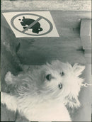 DOG - Vintage Photograph