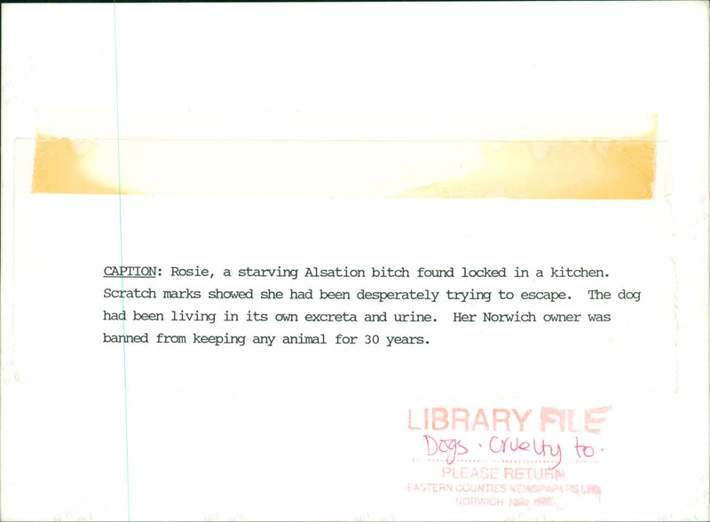 DOG - Vintage Photograph