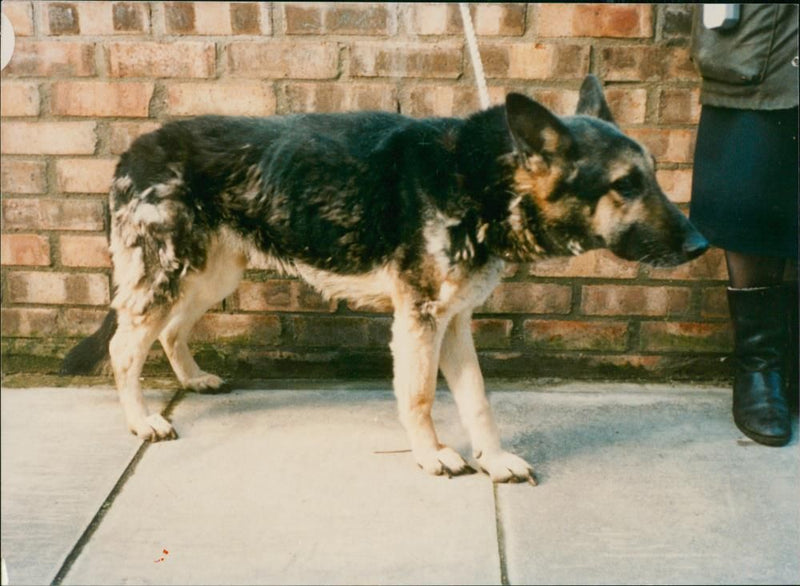 DOG - Vintage Photograph