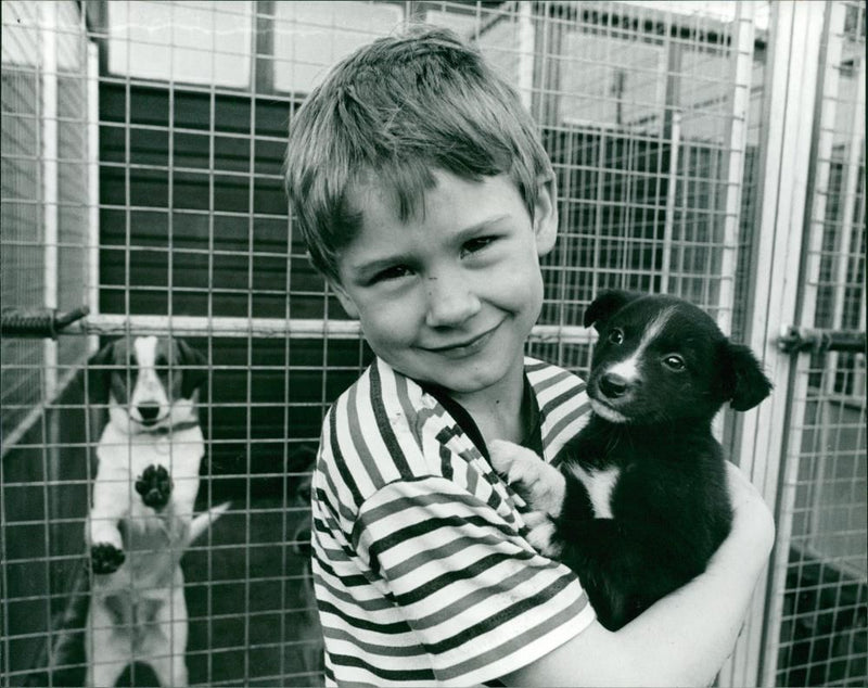 DOGS - Vintage Photograph