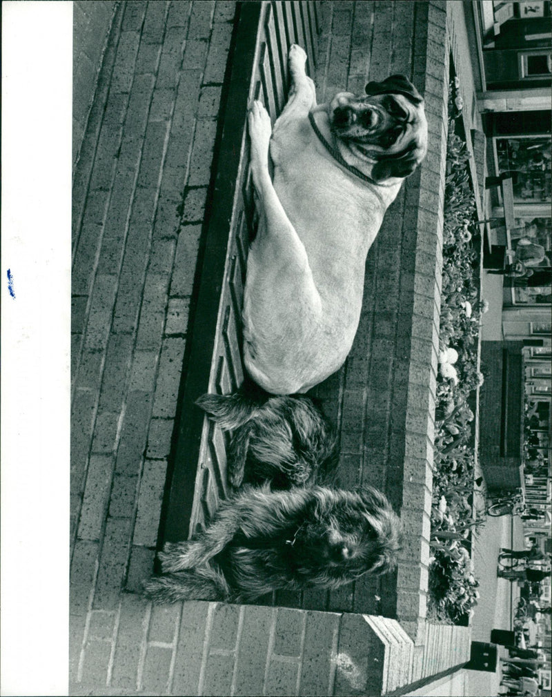 DOG - Vintage Photograph