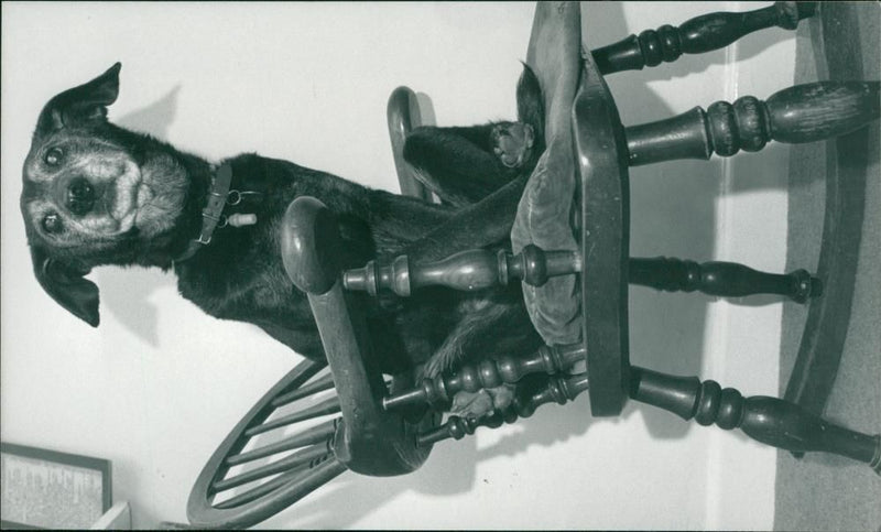 A 24 YRS OLD DOG - Vintage Photograph