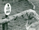 FIDO AREA AT DISS MENE - Vintage Photograph