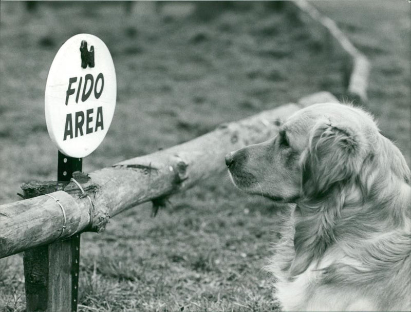 FIDO AREA AT DISS MENE - Vintage Photograph