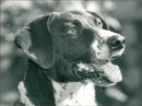 DOG - Vintage Photograph