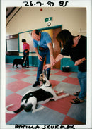 Dogs. - Vintage Photograph