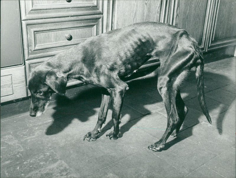 Dog. - Vintage Photograph