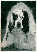 Dog. - Vintage Photograph