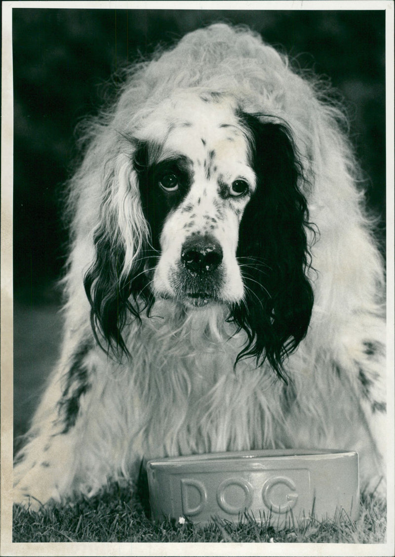 Dog. - Vintage Photograph
