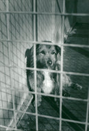 Dog. - Vintage Photograph