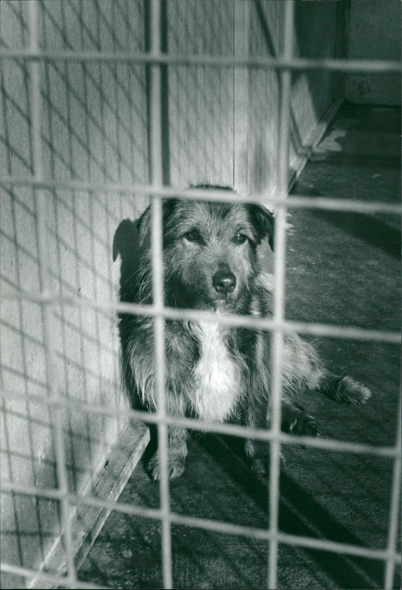 Dog. - Vintage Photograph